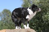 BORDER COLLIE 098